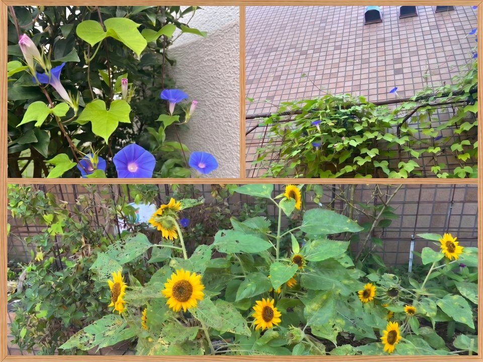 ひじり館の夏の花